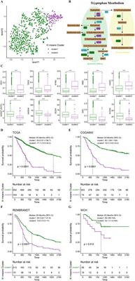 Prognosis prediction and tumor immune microenvironment characterization based on tryptophan metabolism-related genes signature in brain glioma